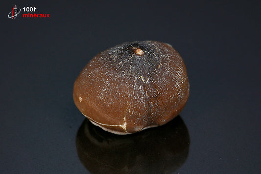 Fossile d'une dent de Mosasaurus globidens marron du Maroc