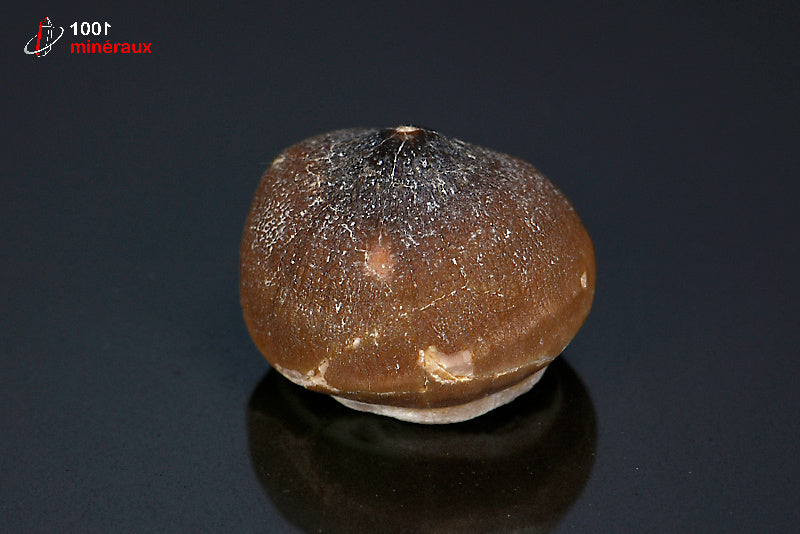 Fossile d'une dent de Mosasaurus globidens marron du Maroc