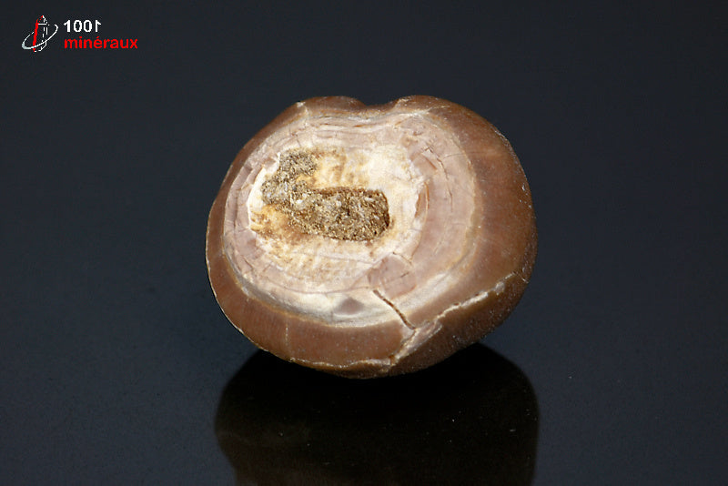 Fossile d'une dent de Mosasaurus globidens marron du Maroc