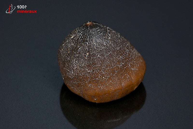 Fossile d'une dent de Mosasaurus globidens marron du Maroc