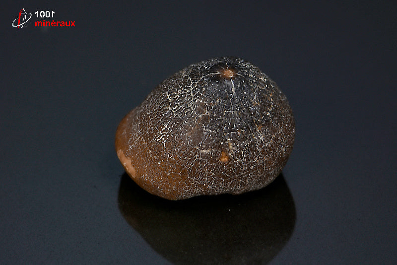 Fossile d'une dent de Mosasaurus globidens marron du Maroc