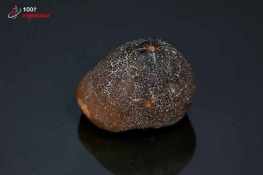 Fossile d'une dent de Mosasaurus globidens marron du Maroc