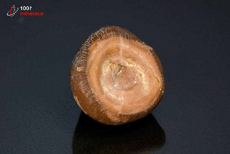 Fossile d'une dent de Mosasaurus globidens marron du Maroc