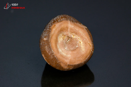 Fossile d'une dent de Mosasaurus globidens marron du Maroc