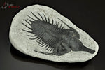 REPRODUCTION d'un Trilobite Psychopyge Elegans - Maroc - Fossiles 14,1 cm / 404g / AG754 - Vignette | 1001 minéraux