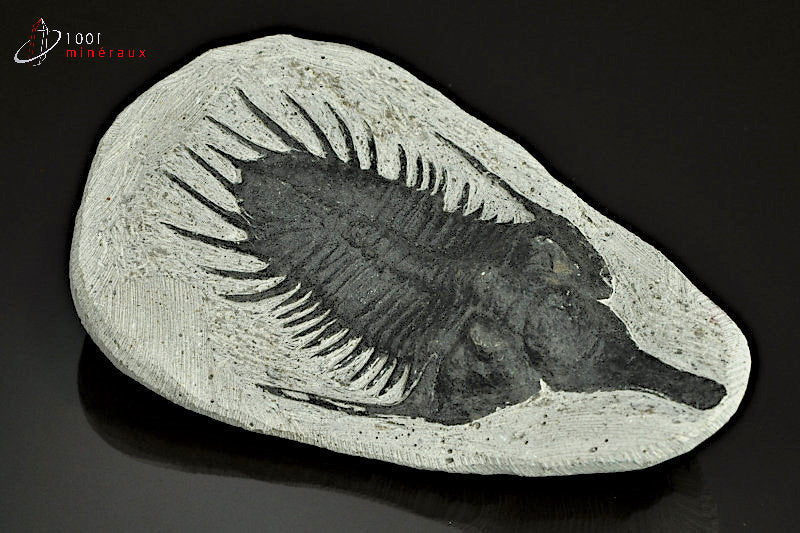 Reproduction d'un fossile de trilobite Psychopyge Elegans noir du Maroc