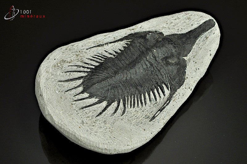 Reproduction d'un fossile de trilobite Psychopyge Elegans noir du Maroc