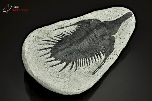 Reproduction d'un fossile de trilobite Psychopyge Elegans noir du Maroc
