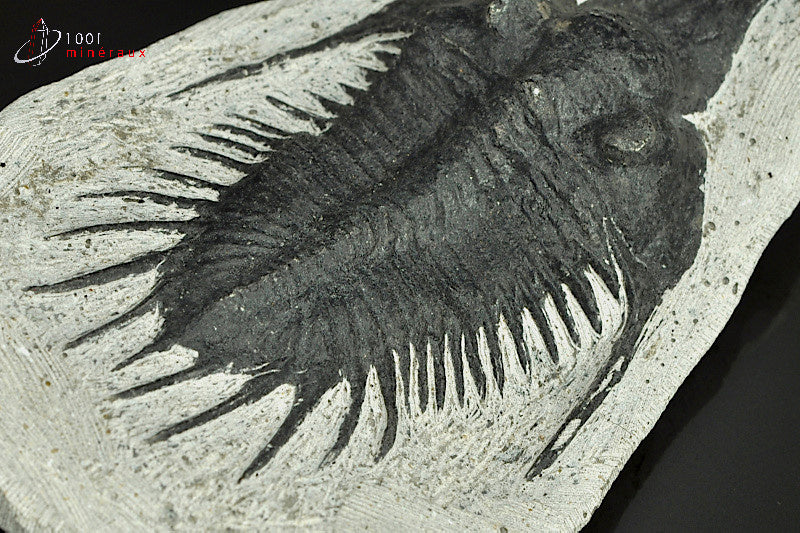 Reproduction d'un fossile de trilobite Psychopyge Elegans noir du Maroc