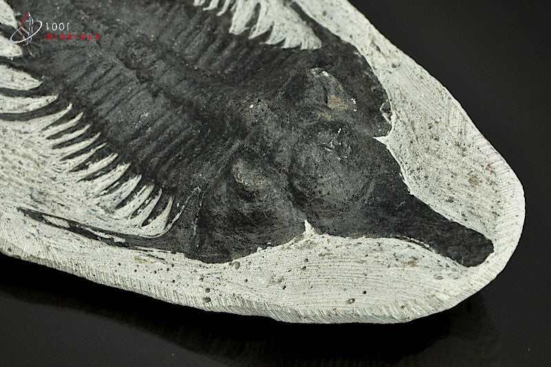 Reproduction d'un fossile de trilobite Psychopyge Elegans noir du Maroc