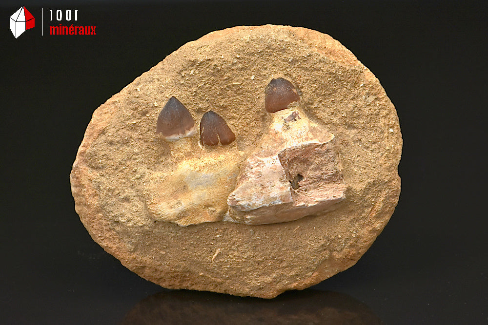Fossile d'une mâchoire de Globidens avec dents sur gangue du Maroc