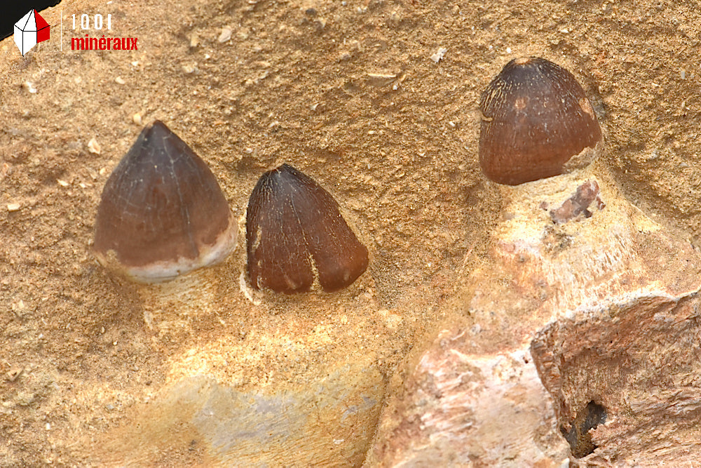 Fossile d'une mâchoire de Globidens avec dents sur gangue du Maroc