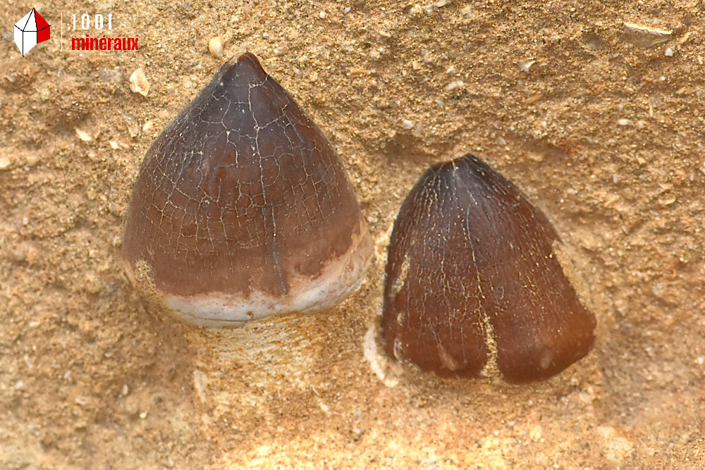 Fossile d'une mâchoire de Globidens avec dents sur gangue du Maroc