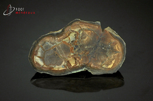 Minéral scié d'un nodule de septaria du Maroc