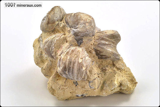 Fossile de rhynchonelle blanche sur gangue de France