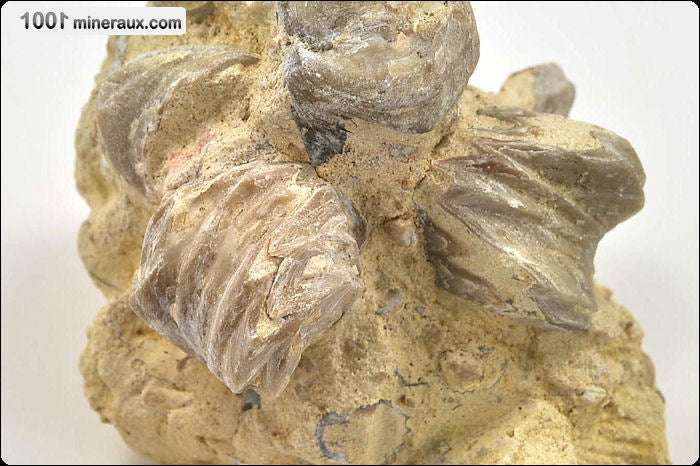 Fossile de rhynchonelle blanche sur gangue de France