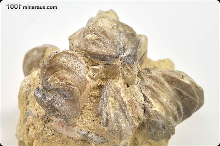 Fossile de rhynchonelle blanche sur gangue de France