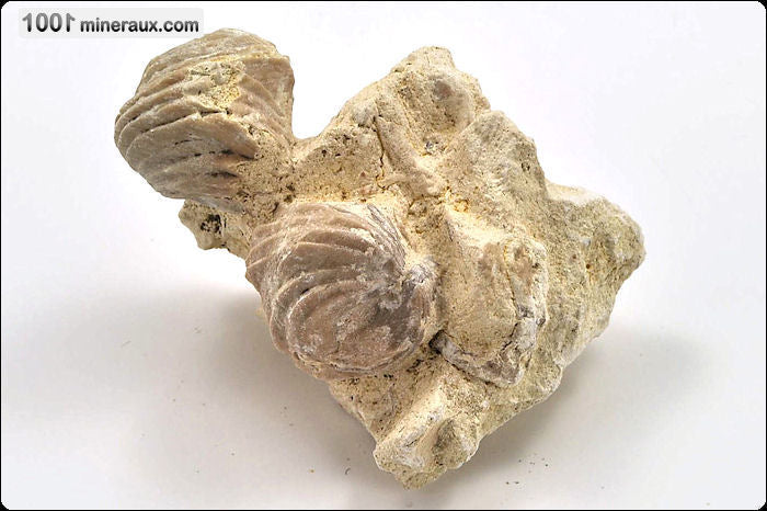 Fossile de rhynchonelle blanche sur gangue de France