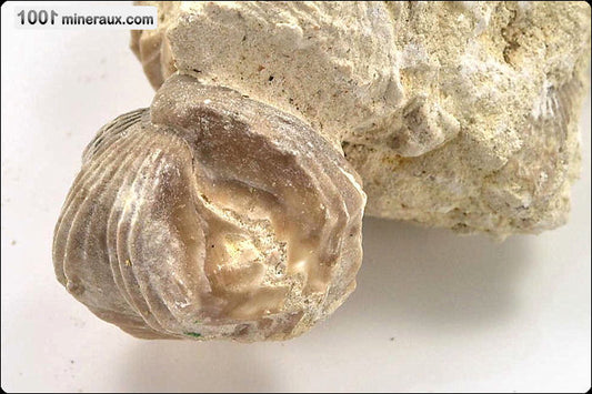 Fossile de rhynchonelle blanche sur gangue de France