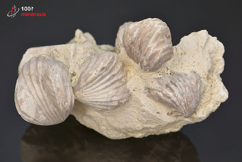 Fossile de rhynchonelle blanche sur gangue de France