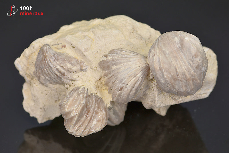 Fossile de rhynchonelle blanche sur gangue de France