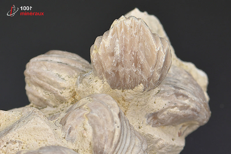 Fossile de rhynchonelle blanche sur gangue de France