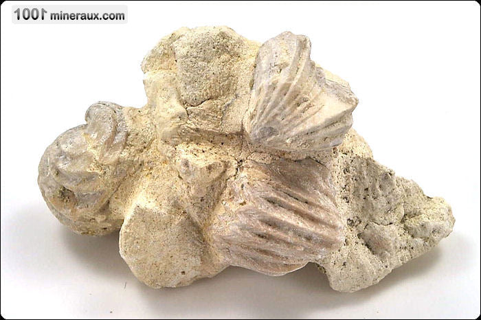 Fossile de rhynchonelle blanche sur gangue de France