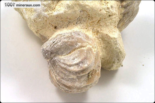 Fossile de rhynchonelle blanche sur gangue de France