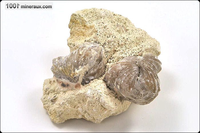 Fossile de rhynchonelle blanche sur gangue de France