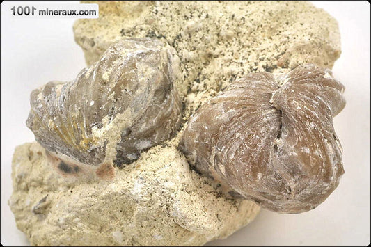 Fossile de rhynchonelle blanche sur gangue de France