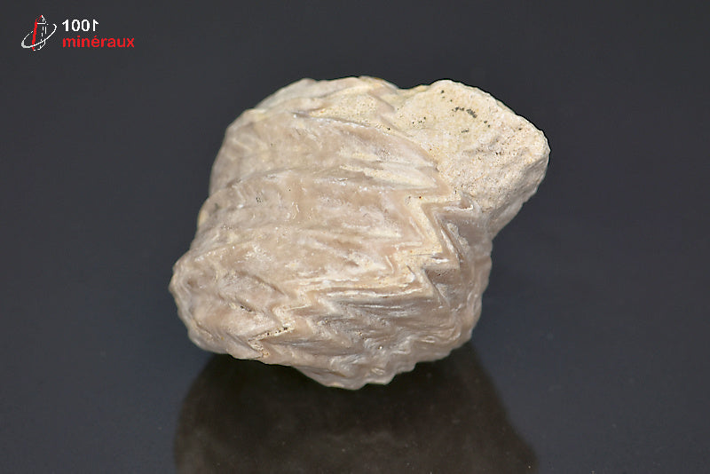 Fossile de rhynchonelle blanche de France