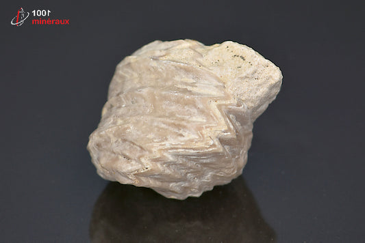 Fossile de rhynchonelle blanche de France