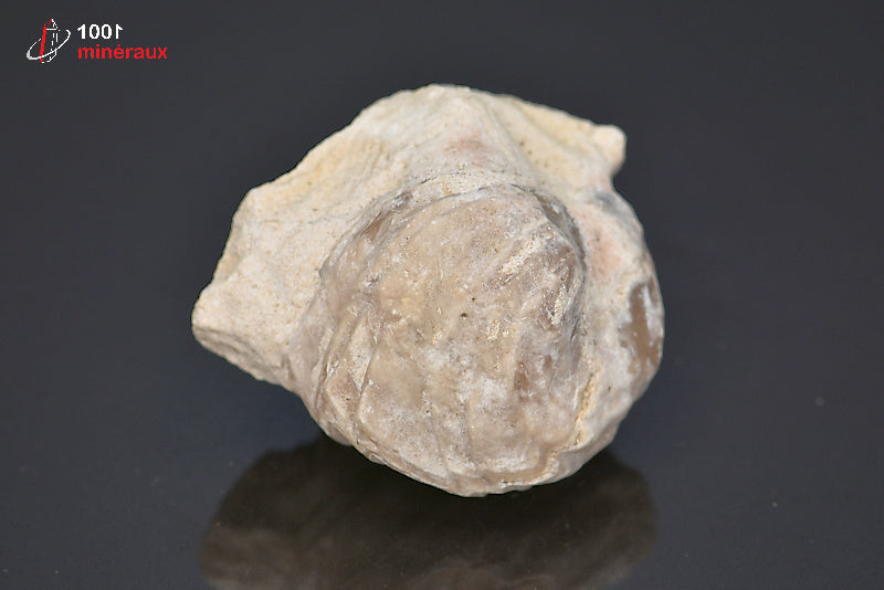 Fossile de rhynchonelle blanche de France