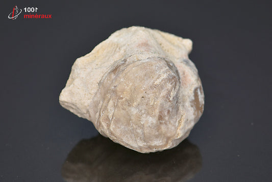 Fossile de rhynchonelle blanche de France