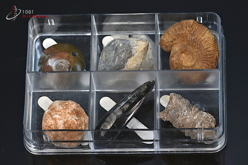 Boîte de 6 spécimens de fossiles avec noms associés