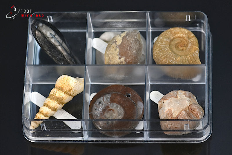 Boîte de 6 spécimens de fossiles avec noms associés