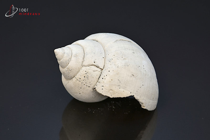Fossile de natica blanc de France