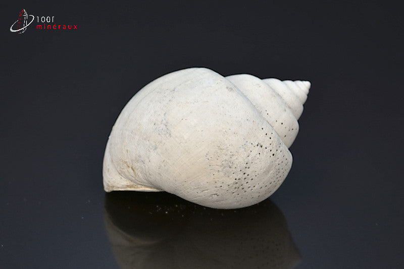 Fossile de natica blanc de France