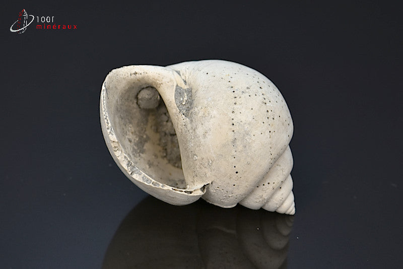 Fossile de natica blanc de France