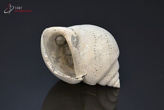 Fossile de natica blanc de France