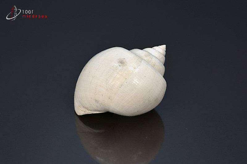 Fossile de natica blanc de France