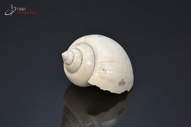 Fossile de natica blanc de France