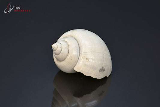 Fossile de natica blanc de France