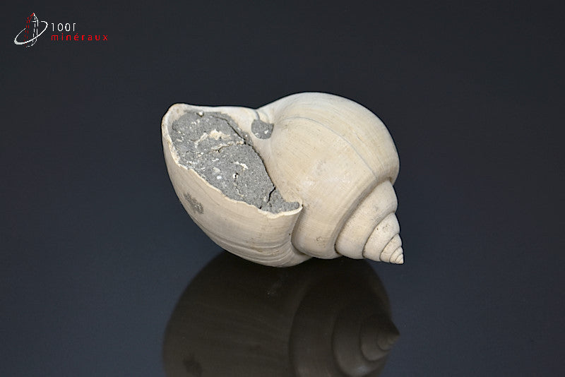 Fossile de natica blanc de France