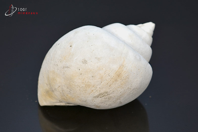 Fossile de natica blanc de France