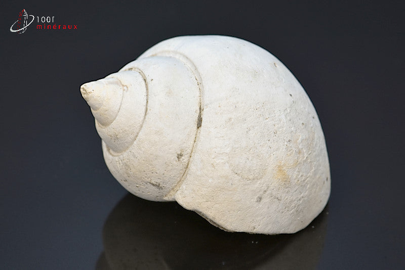 Fossile de natica blanc de France