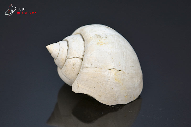 Fossile de natica blanc de France