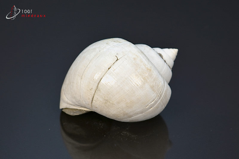 Fossile de natica blanc de France