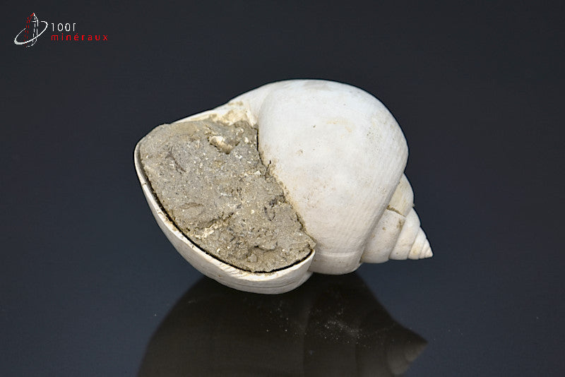 Fossile de natica blanc de France