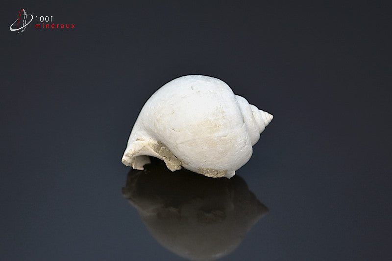 Fossile de natica blanc de France